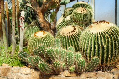 çok güzel heybetli kaktüs manzarada bir sera bahçe yükleme