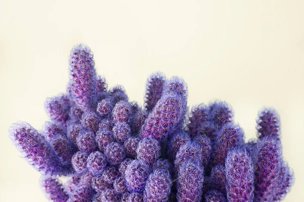Kleurrijke Minimaal Design Met Cactussen Cactus Kan Worden Gebruikt Als — Stockfoto