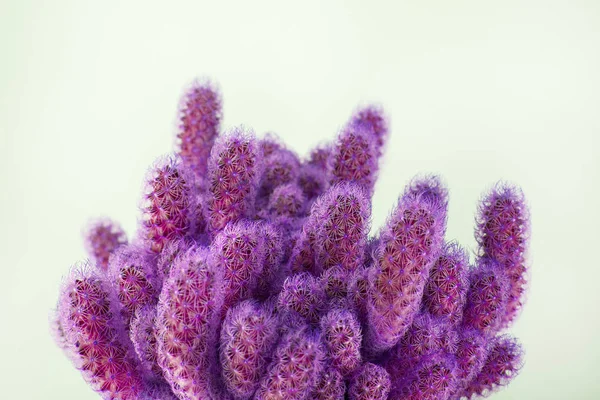 Diseño Minimalista Colorido Con Cactus Cactus Puede Utilizar Como Fondo —  Fotos de Stock