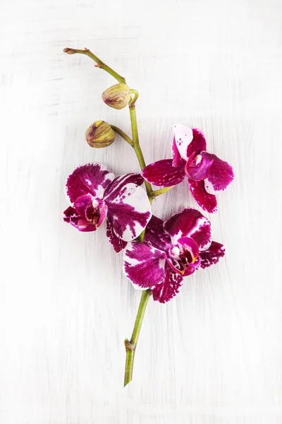 Violet Paars Orchideebloemen Ingericht Hout Kunnen Worden Gebruikt Als Achtergrond — Stockfoto