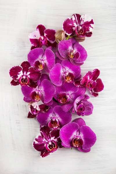 紫兰花花装饰在木头可以作为背景与自由空间为您的文本 — 图库照片