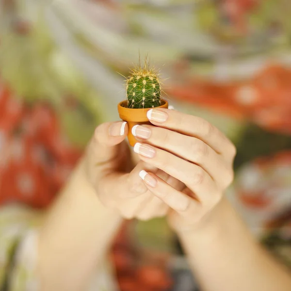 Kvinna Händer Som Håller Liten Kaktus Kan Sensuell Studio Skott — Stockfoto
