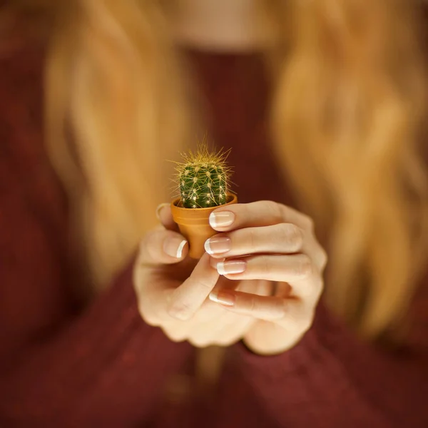 Kobieta Ręce Trzyma Mały Kaktus Strzał Studio Zmysłowy Może Służyć — Zdjęcie stockowe