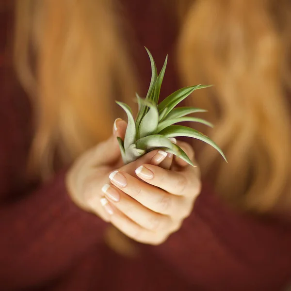 Vrouw Handen Met Een Kleine Cactus Kan Sensuele Studio Schot — Stockfoto