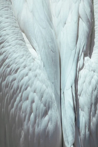 Blanc Plume Tendre Gros Plan Ailes Ange Peut Être Utilisé — Photo