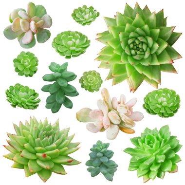 Beyaz arka plan üzerinde izole farklı succulents kümesi