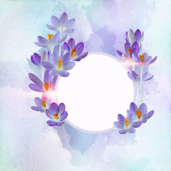 Beautiful Violet Crocus Decorated Free Field Can Used Background Invitation — Stock Photo, Image