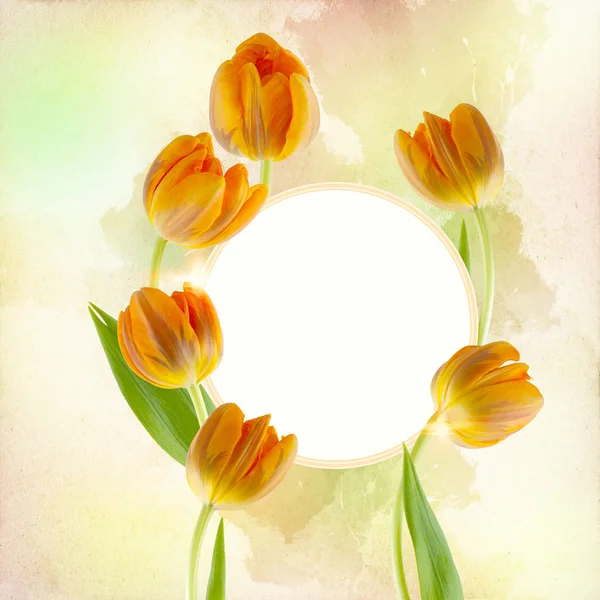 Beautiful Fresh Tulips Decorated Free Field Can Used Background Invitation — Stock Photo, Image