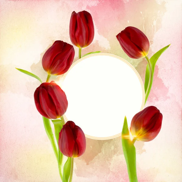 Friss Tulipánok Díszítik Szabad Területen Használható Háttérként Vagy Egy Meghívás — Stock Fotó