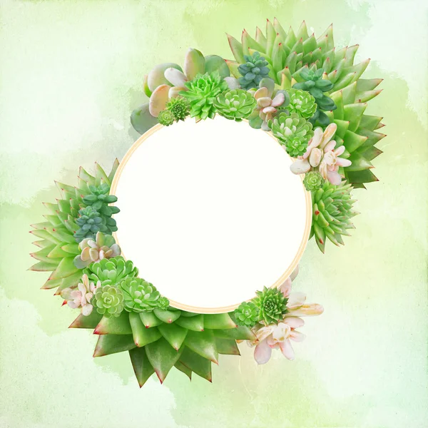 Ücretsiz Bir Sahada Dekore Edilmiş Çeşitli Succulents Arka Plan Veya — Stok fotoğraf