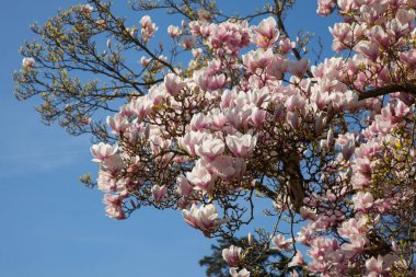 pembe ve beyaz çiçekler, Bahar park arka plan ile tam çiçeği güzel Manolya ağaçlarında