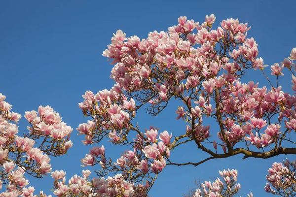 Bellissimi Alberi Magnolia Piena Fioritura Con Fiori Rosa Bianchi Sfondo — Foto Stock