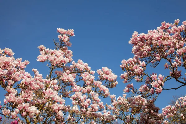 美丽的木兰树在盛开与粉红色和白色的花朵 春天公园的背景 — 图库照片