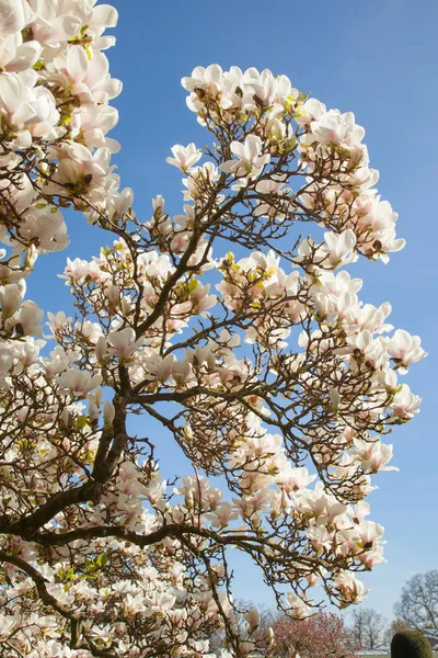 Hermosos Árboles Magnolia Plena Floración Con Flores Rosadas Blancas Fondo — Foto de Stock