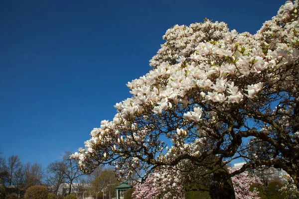 Hermosos Árboles Magnolia Plena Floración Con Flores Rosadas Blancas Fondo — Foto de Stock