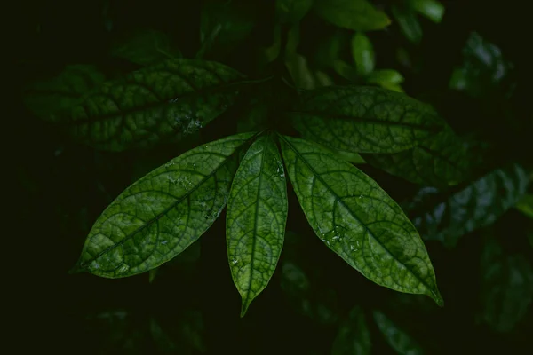 Hojas Tropicales Una Jungla Tiro Oscuro Malhumorado Puede Utilizar Como —  Fotos de Stock