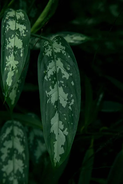 Hojas Tropicales Una Jungla Tiro Oscuro Malhumorado Puede Utilizar Como —  Fotos de Stock