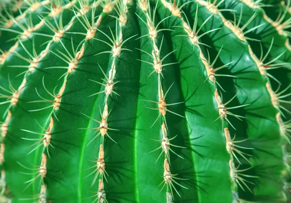Vert Cactus Gros Plan Peut Être Utilisé Comme Fond — Photo