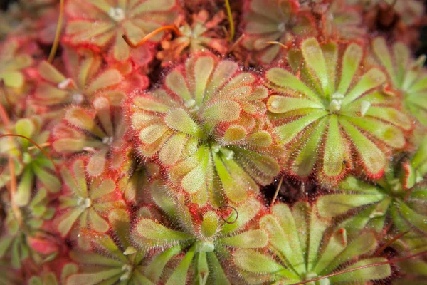 Sundew Drosera Plante Près Vert Rouge Peut Être Utilisé Comme — Photo