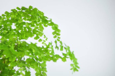 taze yeşil baldırıkara otu fern Beyaz yaprakları yakından arka plan olarak kullanılabilir