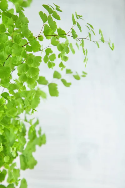 Taze Yeşil Baldırıkara Otu Fern Beyaz Yaprakları Yakından Arka Plan — Stok fotoğraf