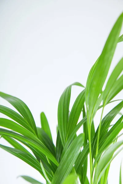 Tropical Exotic Palm Leaves Close White Can Used Background — Stock Photo, Image
