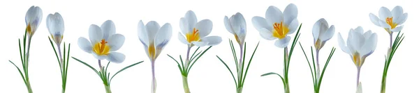 Mooie Kleine Crocus Bloemen Een Rij Wit Wordt Geïsoleerd Kunnen — Stockfoto