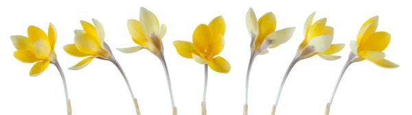 Belles Petites Fleurs Crocus Dans Une Rangée Isolée Sur Blanc — Photo