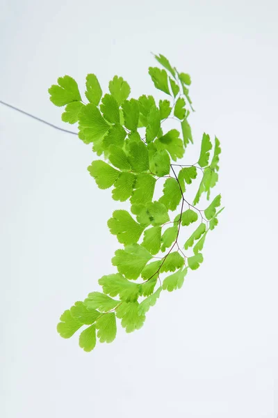 Hojas Helecho Maidenhair Verde Fresco Cerca Blanco Puede Utilizar Como — Foto de Stock