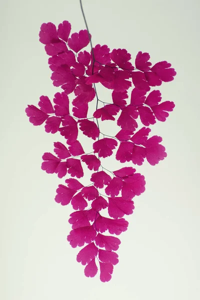 Abstract Stijlvolle Roze Haarmos Fern Bladeren Close Wit Kan Worden — Stockfoto