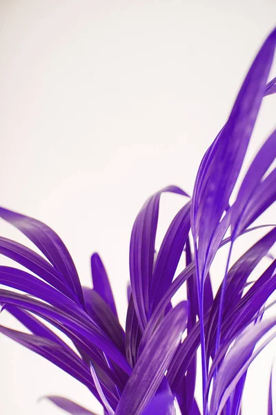 Tropical Exotic Palm Leaves Ultra Violet Can Used Background — Stock Photo, Image
