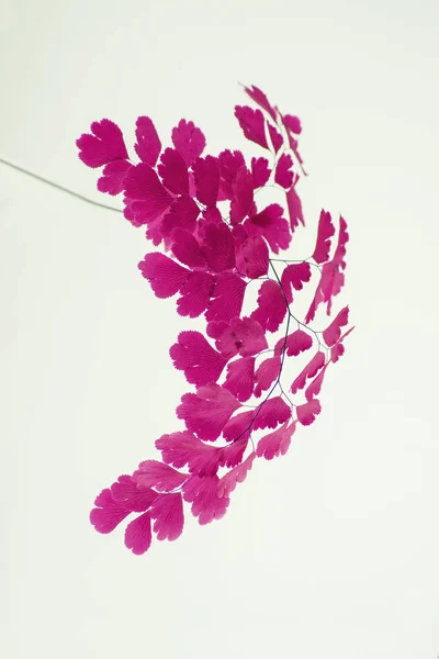 Abstract Stijlvolle Roze Haarmos Fern Bladeren Close Wit Kan Worden — Stockfoto