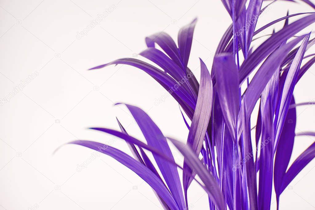 tropical exotic palm leaves in ultra violet can be used as background