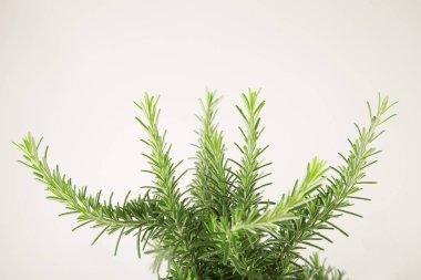 taze biberiye bitki bitki beyaz arka plan üzerinde kapat