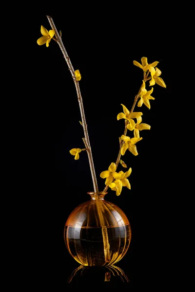 Little Bright Yellow Forsythia Vase Black Kitchen Table Black Background — Stock Photo, Image