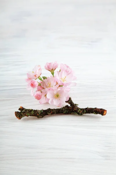 Bedårande Cherry Blossom Blommor Vit Trä Bakgrund Med Utrymme För — Stockfoto