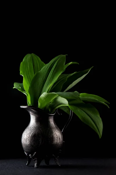 Intensely Fragrant Fresh Green Wild Garlic Herbs Decorated Rustic Dark — Stock Photo, Image