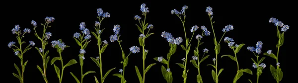 Schattig Litte Forget Myosotis Scorpion Gras Bloemen Geïsoleerd Zwart Kan — Stockfoto