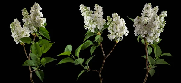 明亮的白色丁香花绽放在黑色上的花朵 可用作背景 — 图库照片