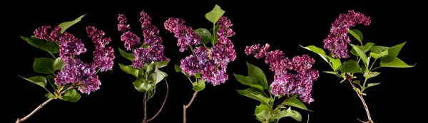 Helder Gloeien Paars Kunnen Violet Lilac Blossom Bloemen Geïsoleerd Zwart — Stockfoto