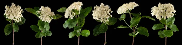 Helder Gloeien Witte Ouderling Bloemen Geïsoleerd Zwart Kan Worden Gebruikt — Stockfoto