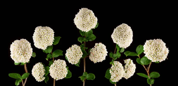 Jasno Świecące Kwiaty Białe Pachnące Kaliny Czarnym Tle Może Służyć — Zdjęcie stockowe
