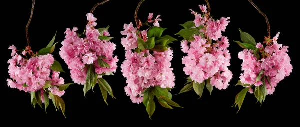 Ljust Glödande Cherry Blossom Blommor Isolerade Svart Kan Användas Som — Stockfoto
