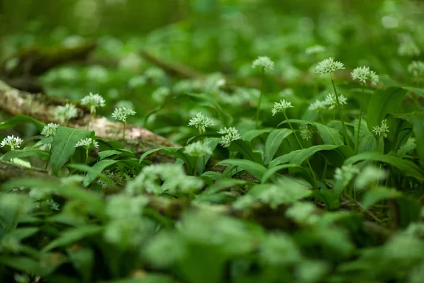 Divoký Česnek Čerstvý Kvetoucí Lese — Stock fotografie