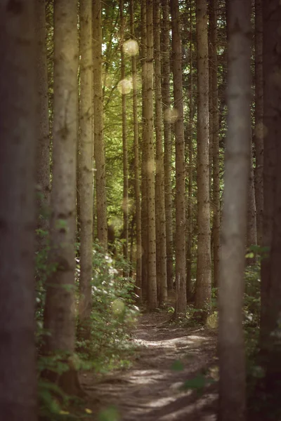 Romantischer Waldweg Durch Fichten Kann Als Hintergrund Genutzt Werden — Stockfoto