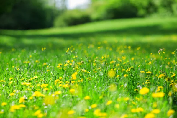 Primavera Verde Fresca Prado Verão Com Flores Silvestres Pode Ser — Fotografia de Stock