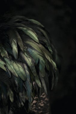 Turkuaz ve siyah yeşil parlayan siyah tüyler arka plan olarak kullanılabilir