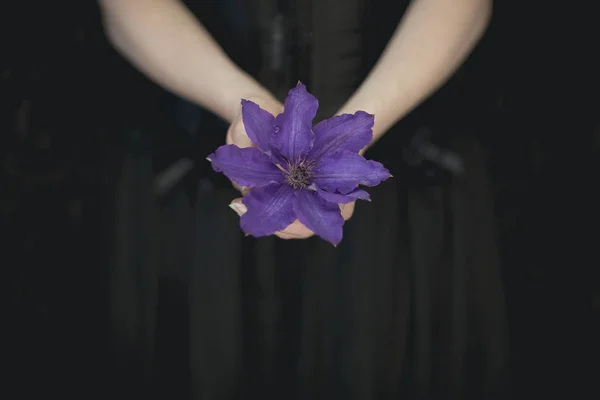 Vrouw Handen Met Verse Violet Clematis Bloemen Kan Zeer Donker — Stockfoto