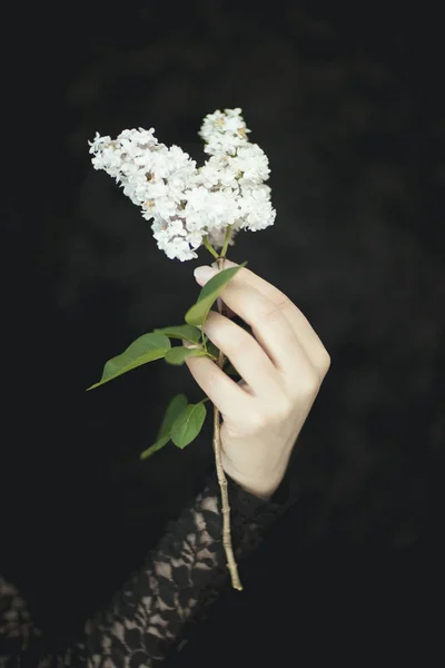 Vrouw Handen Met Verse Witte Lila Bloemen Kan Zeer Donker — Stockfoto