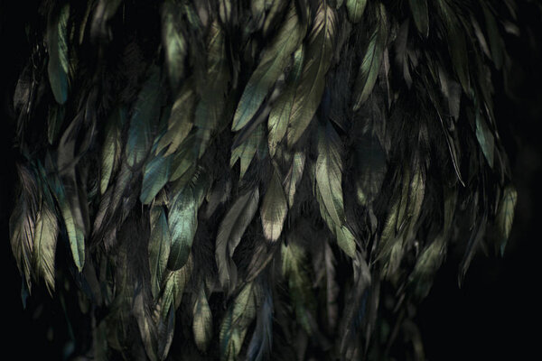 черные перья, сияющие в бирюзовом и зеленом на черном могут быть использованы в качестве фона
